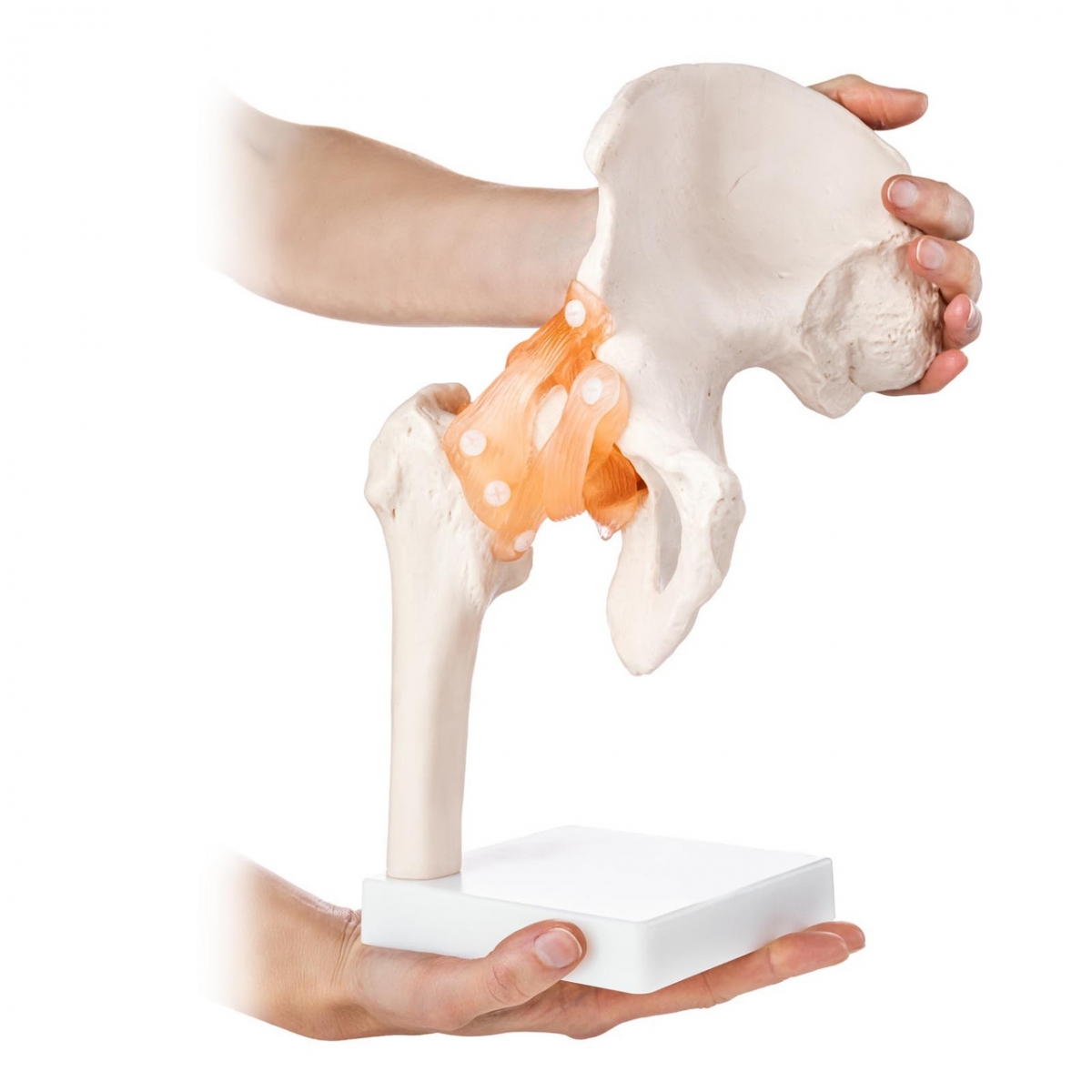 Hip Joint Model Pelvic Life Size 1:1 High Quality Medical Science Life Size Hip Joint Pelvis Skeleton Anatomical Model main image 1